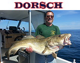 Dorsch