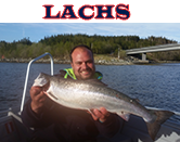 Lachs
