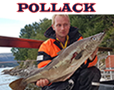 Pollack