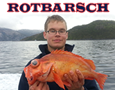 Rotbarsch