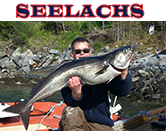 Seelachs