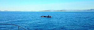 Orcas on the road
